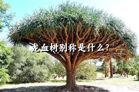 龙血树别称是什么？
