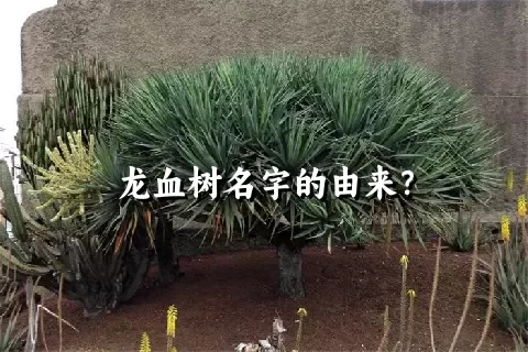 龙血树名字的由来？