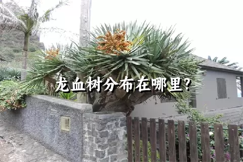 龙血树分布在哪里?