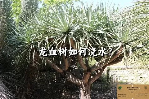 龙血树如何浇水？