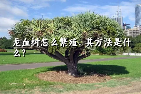 龙血树怎么繁殖，其方法是什么？