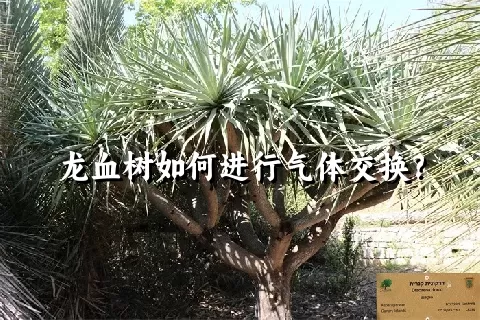 龙血树如何进行气体交换？