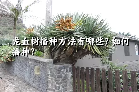 龙血树播种方法有哪些？如何播种？