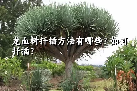龙血树扦插方法有哪些？如何扦插？