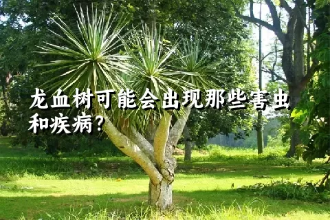 龙血树可能会出现那些害虫和疾病？