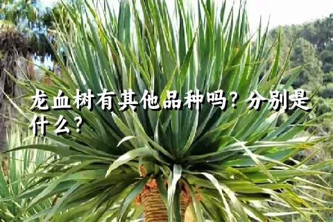 龙血树有其他品种吗？分别是什么？