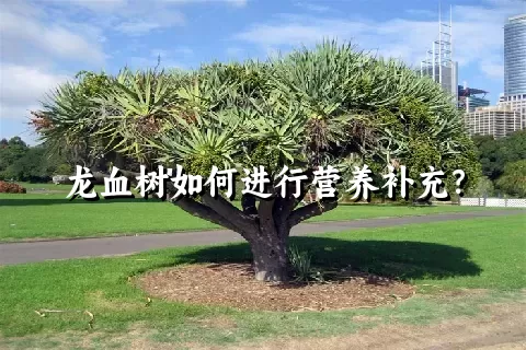 龙血树如何进行营养补充？