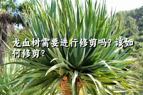 龙血树需要进行修剪吗？该如何修剪？