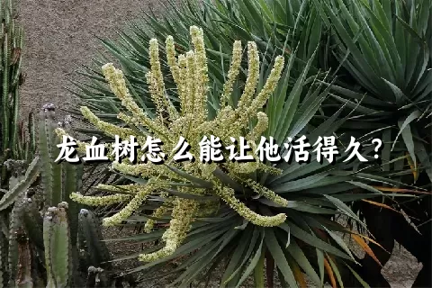 龙血树怎么能让他活得久？