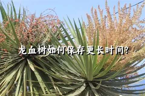 龙血树如何保存更长时间？
