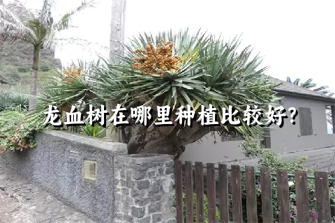 龙血树在哪里种植比较好？