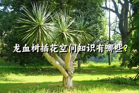 龙血树插花空间知识有哪些？