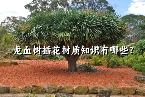 龙血树插花材质知识有哪些？