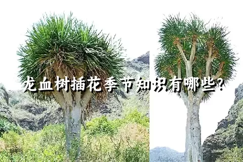 龙血树插花季节知识有哪些？