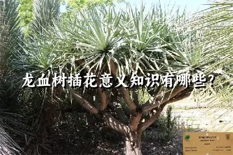 龙血树插花意义知识有哪些？