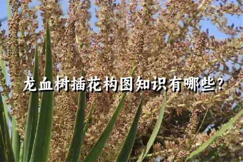 龙血树插花构图知识有哪些？