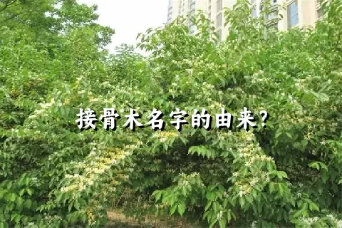 接骨木名字的由来？