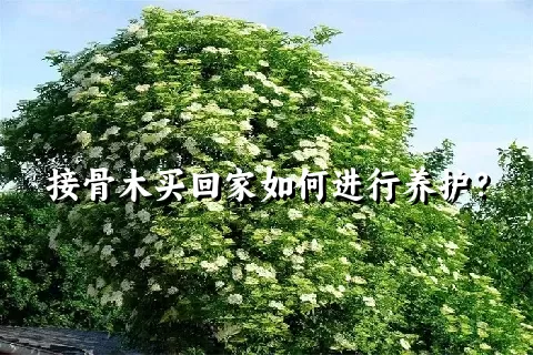 接骨木买回家如何进行养护？