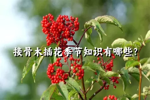 接骨木插花季节知识有哪些？