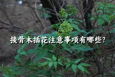 接骨木插花注意事项有哪些？