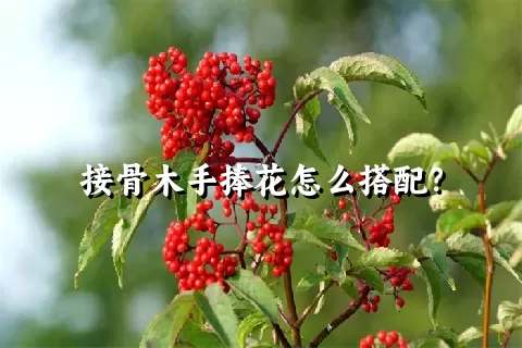 接骨木手捧花怎么搭配？