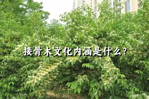 接骨木文化内涵是什么？