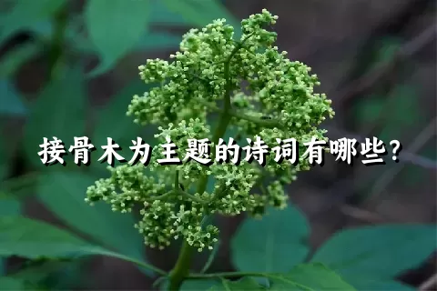 接骨木为主题的诗词有哪些？