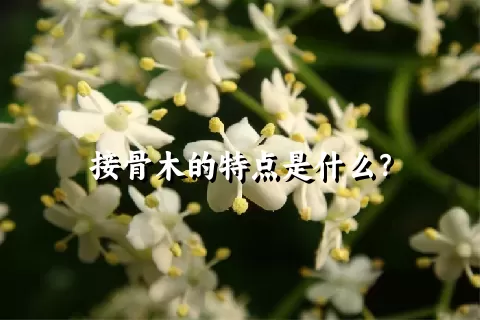 接骨木的特点是什么？