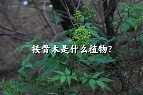 接骨木是什么植物？