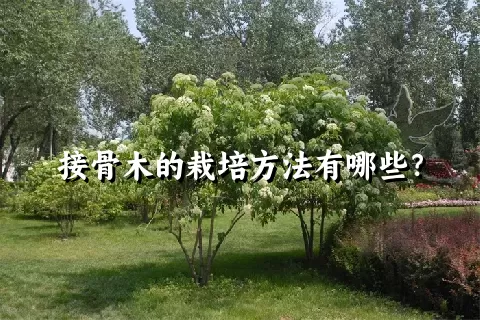 接骨木的栽培方法有哪些？