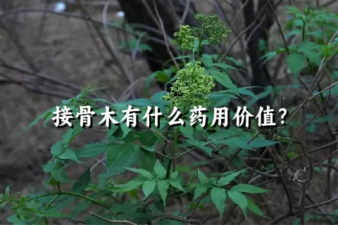 接骨木有什么药用价值？