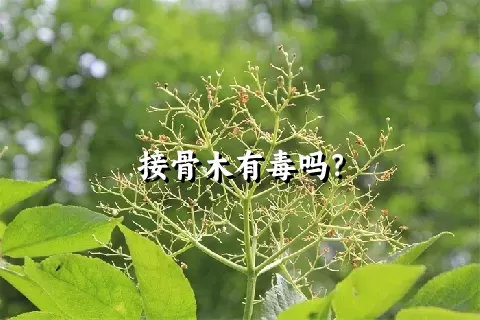 接骨木有毒吗？