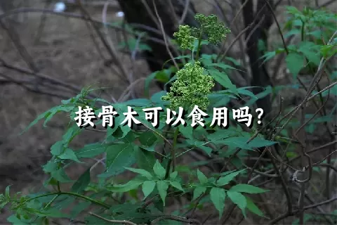 接骨木可以食用吗？