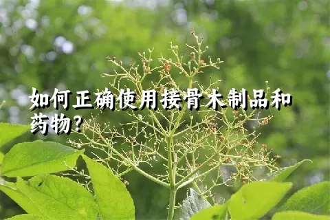 如何正确使用接骨木制品和药物？