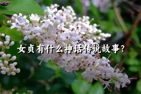 女贞有什么神话传说故事？