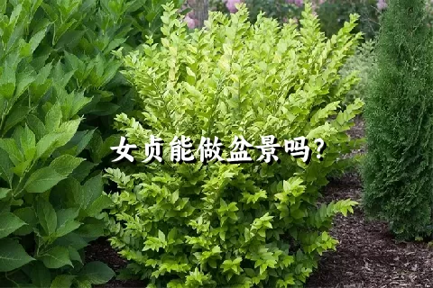 女贞能做盆景吗？