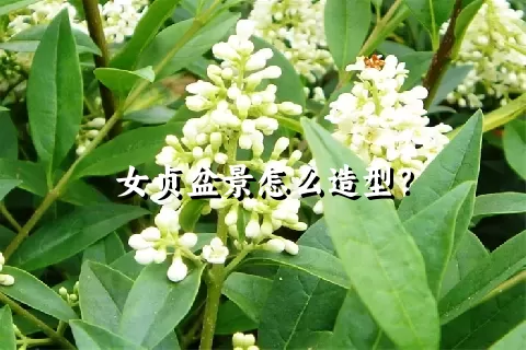 女贞盆景怎么造型？