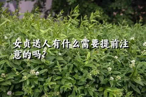 女贞送人有什么需要提前注意的吗？