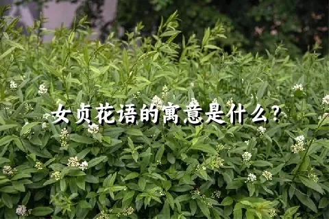 女贞花语的寓意是什么？