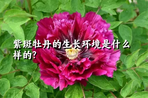 紫斑牡丹的生长环境是什么样的?