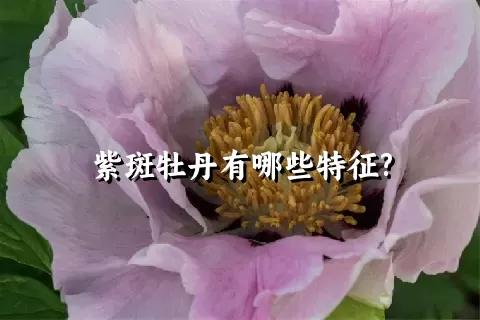 紫斑牡丹有哪些特征?