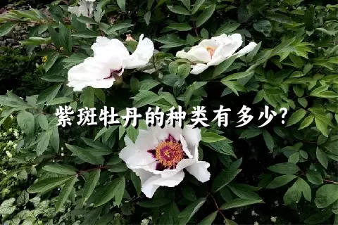 紫斑牡丹的种类有多少?