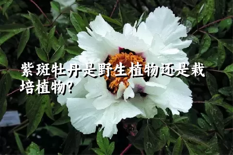 紫斑牡丹是野生植物还是栽培植物?