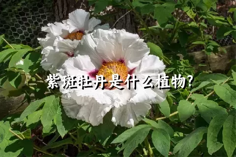紫斑牡丹是什么植物?