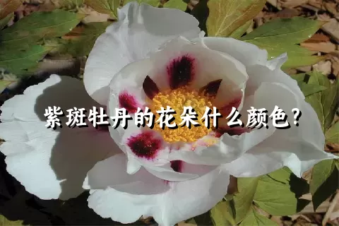 紫斑牡丹的花朵什么颜色?