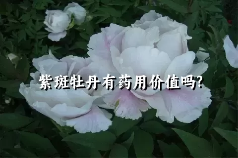 紫斑牡丹有药用价值吗?
