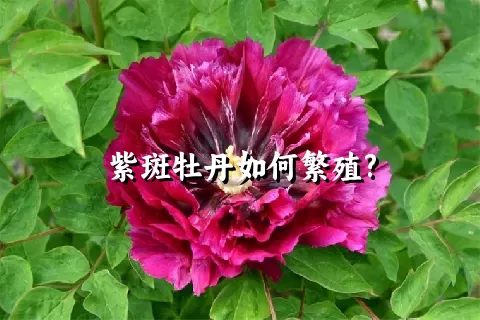 紫斑牡丹如何繁殖?