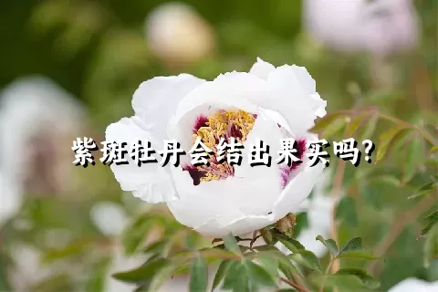 紫斑牡丹会结出果实吗?