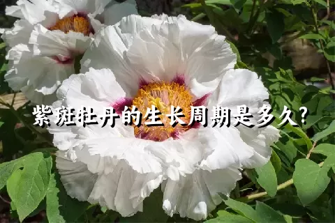 紫斑牡丹的生长周期是多久?