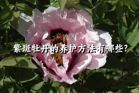 紫斑牡丹的养护方法有哪些?